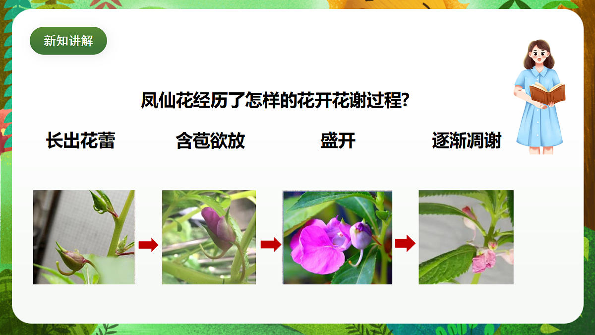教科版（2017）科学四下1.5《凤仙花开花了》课时课件第7页