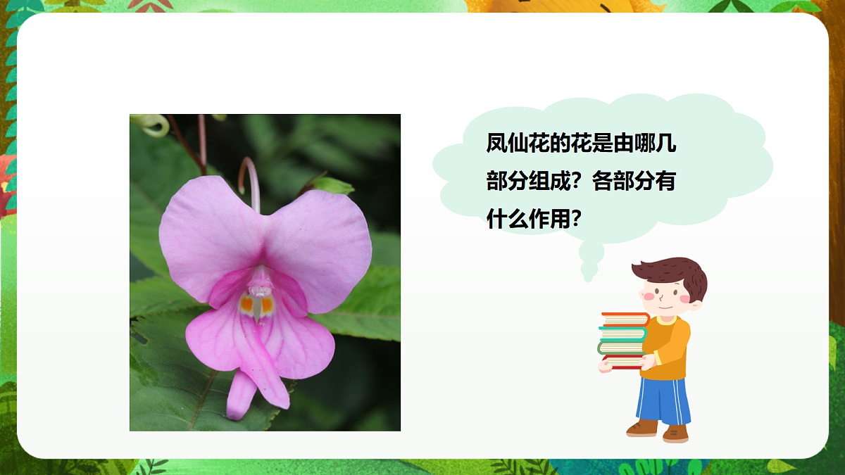 教科版（2017）科学四下1.5《凤仙花开花了》课时课件第8页