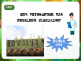 教科版（2017）科学四下1.7《种子的传播》课件+教案
