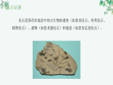 【核心素养目标】济南版初中生物八年级下7.1.2《化石记录是生物进化的直接证据》课件
