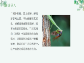 【核心素养目标】济南版初中生物八年级下8.2.2《食物链和食物网构成生态系统的营养结构》课件