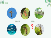 【核心素养目标】济南版初中生物八年级下8.2.2《食物链和食物网构成生态系统的营养结构》课件
