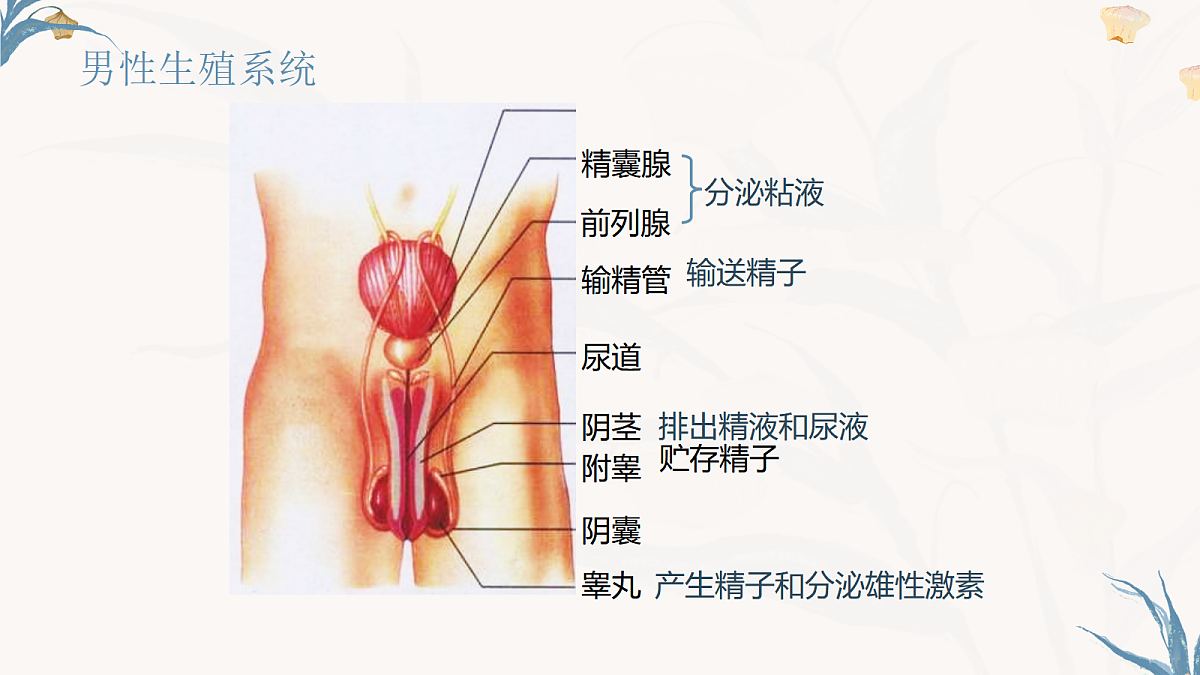【核心素养目标】冀少版初中生物八年级下册6.1.1《有性生殖》课件第6页