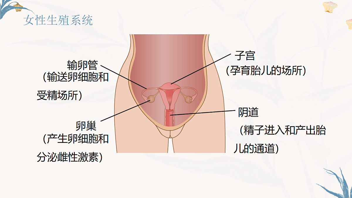 【核心素养目标】冀少版初中生物八年级下册6.1.1《有性生殖》课件第7页