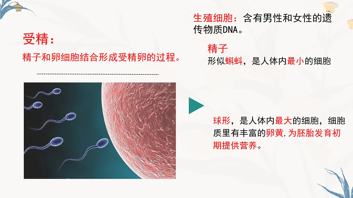 【核心素养目标】冀少版初中生物八年级下册6.1.1《有性生殖》课件第8页