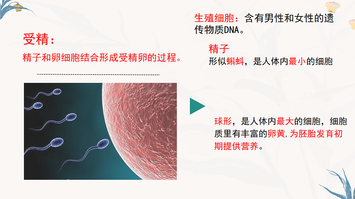 【核心素养目标】冀少版初中生物八年级下册6.1.1《有性生殖》课件第8页