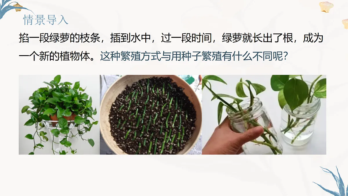 【核心素养目标】冀少版初中生物八年级下册6.1.2《无性生殖》课件第2页