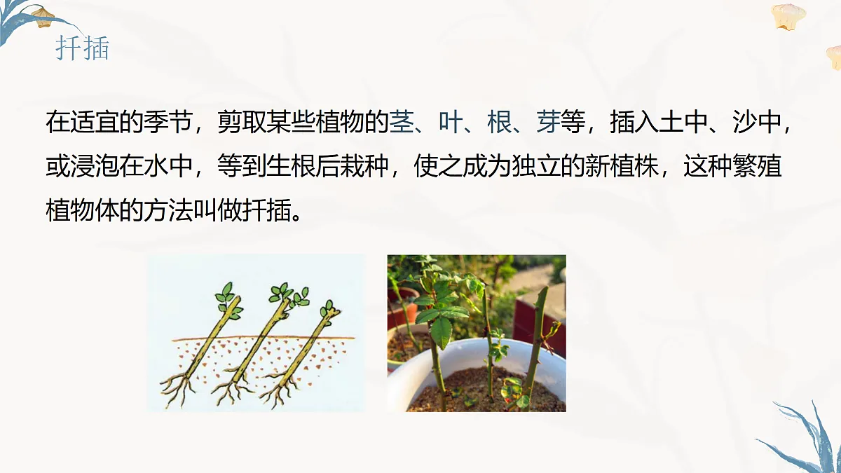 【核心素养目标】冀少版初中生物八年级下册6.1.2《无性生殖》课件第7页