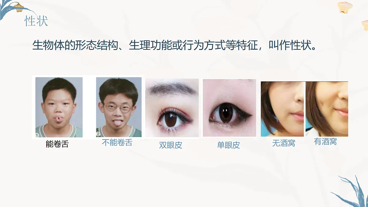 【核心素养目标】冀少版初中生物八年级下册6.2.1《生物的性状》课件第7页