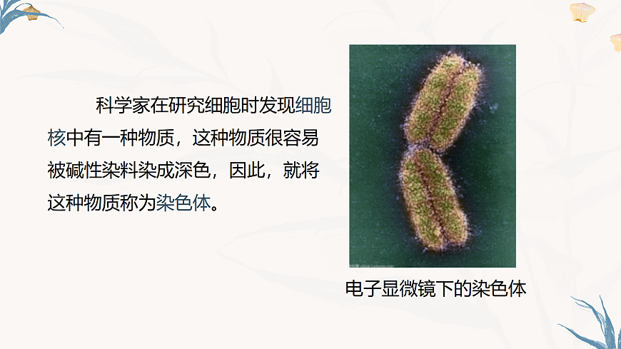 【核心素养目标】冀少版初中生物八年级下册6.2.2《遗传物质——DNA》课件第7页