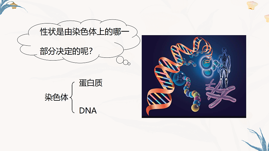 【核心素养目标】冀少版初中生物八年级下册6.2.2《遗传物质——DNA》课件第8页