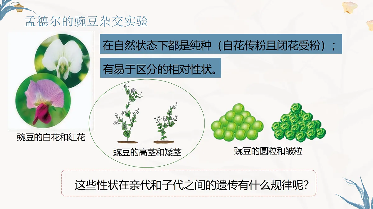 【核心素养目标】冀少版初中生物八年级下册6.2.3《基因的传递》课件第6页
