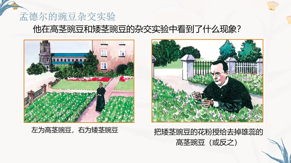 【核心素养目标】冀少版初中生物八年级下册6.2.3《基因的传递》课件第7页