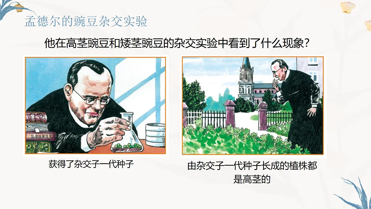 【核心素养目标】冀少版初中生物八年级下册6.2.3《基因的传递》课件第8页