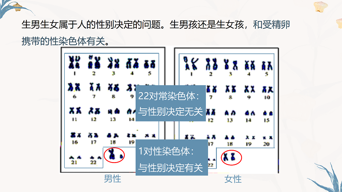 【核心素养目标】冀少版初中生物八年级下册6.2.4《人的性别决定》课件第5页