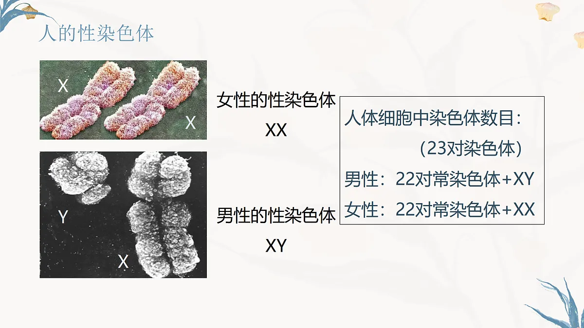 【核心素养目标】冀少版初中生物八年级下册6.2.4《人的性别决定》课件第6页