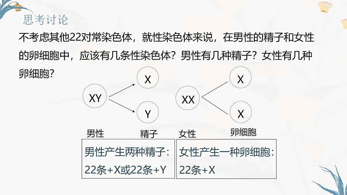 【核心素养目标】冀少版初中生物八年级下册6.2.4《人的性别决定》课件第7页
