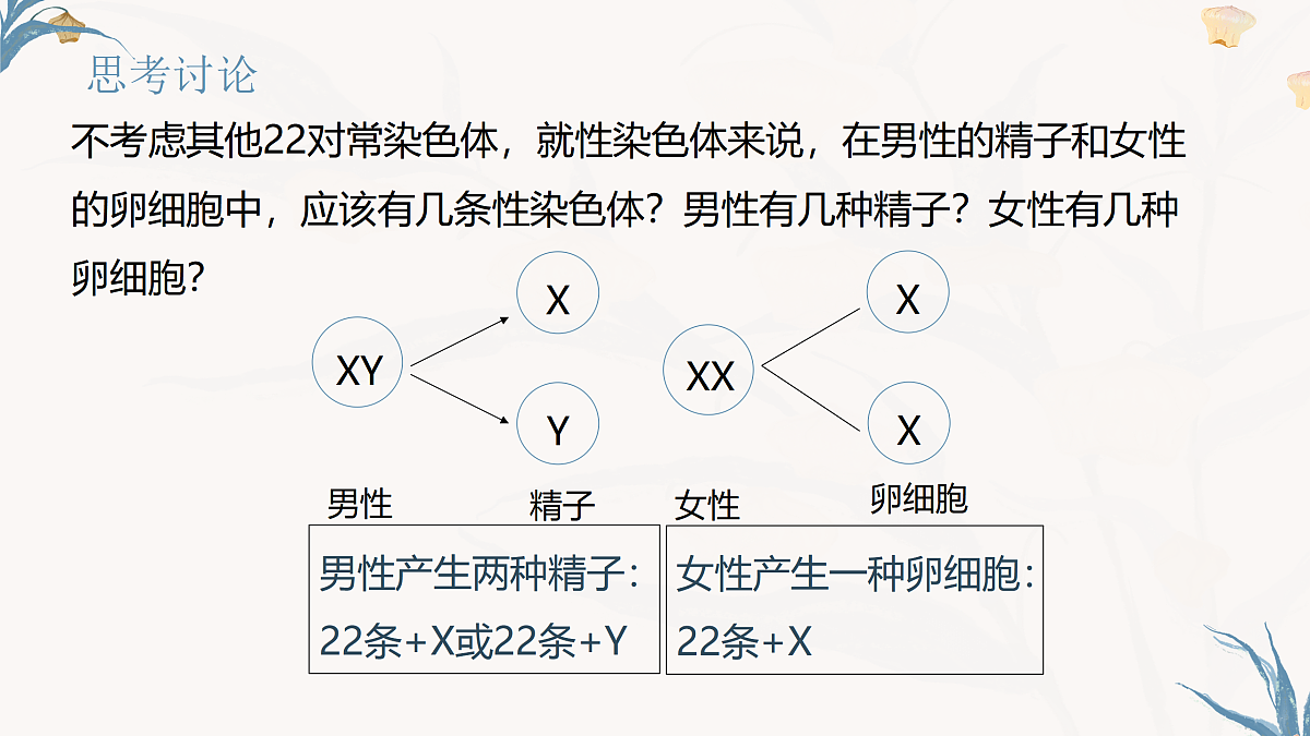 【核心素养目标】冀少版初中生物八年级下册6.2.4《人的性别决定》课件第7页