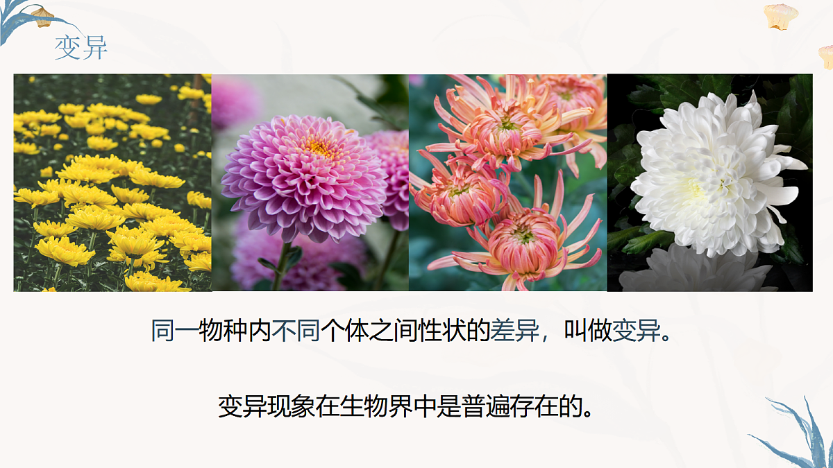 【核心素养目标】冀少版初中生物八年级下册6.2.5《生物的变异》课件第6页