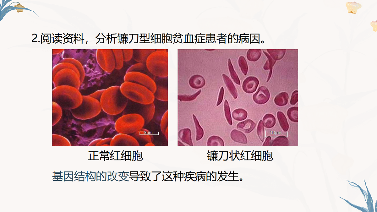 【核心素养目标】冀少版初中生物八年级下册6.2.5《生物的变异》课件第8页