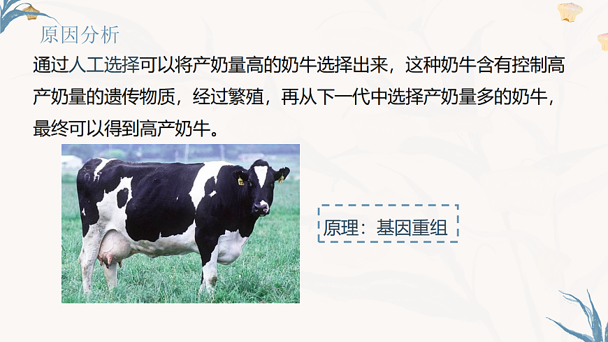 【核心素养目标】冀少版初中生物八年级下册6.2.6《遗传育种技术》课件第6页