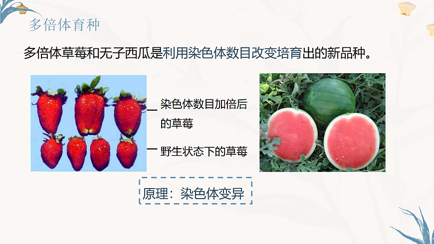 【核心素养目标】冀少版初中生物八年级下册6.2.6《遗传育种技术》课件第7页