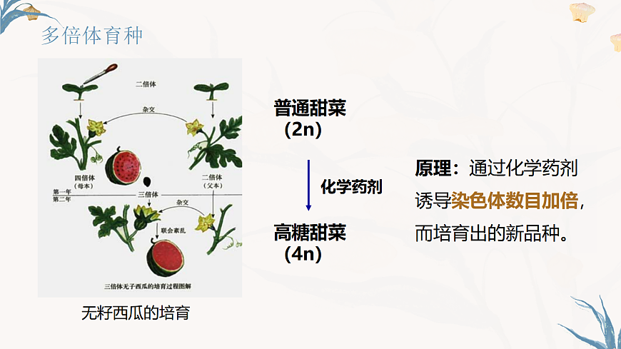 【核心素养目标】冀少版初中生物八年级下册6.2.6《遗传育种技术》课件第8页