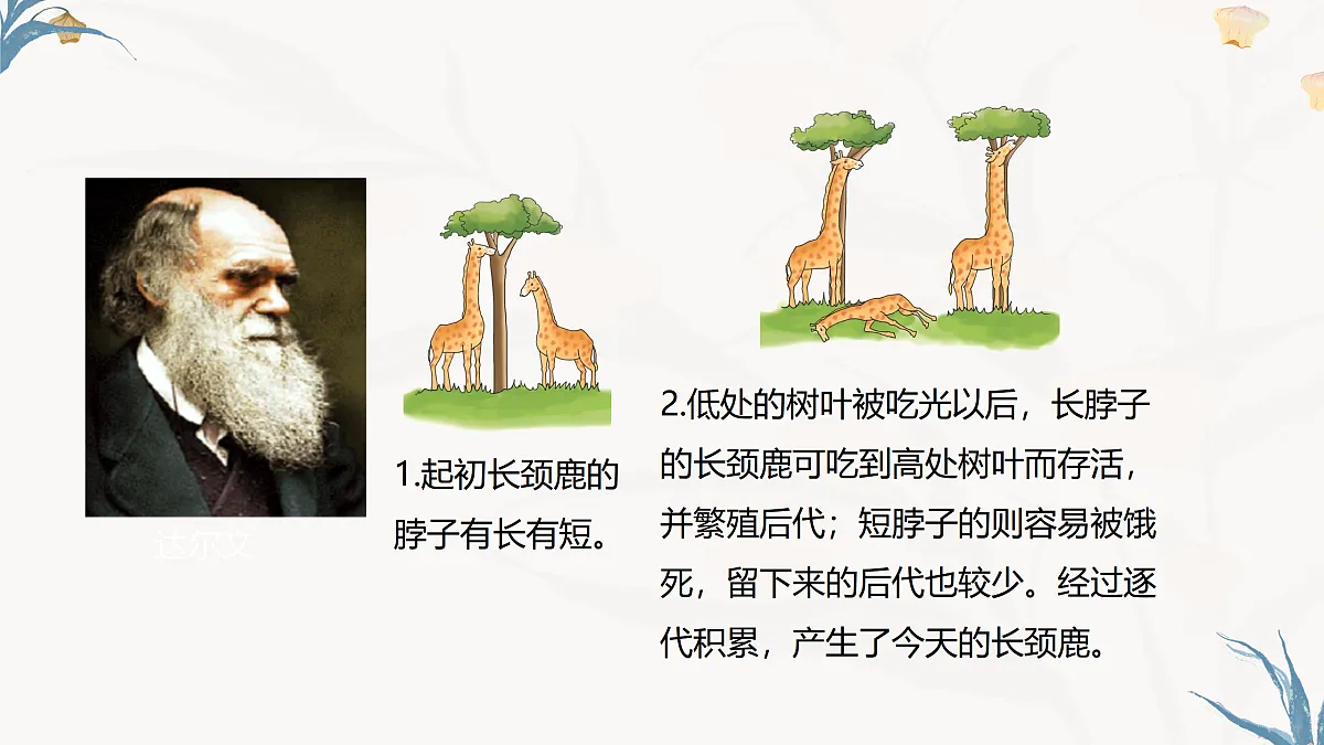 【核心素养目标】冀少版初中生物八年级下册6.3.3《生物进化的原因》课件第6页