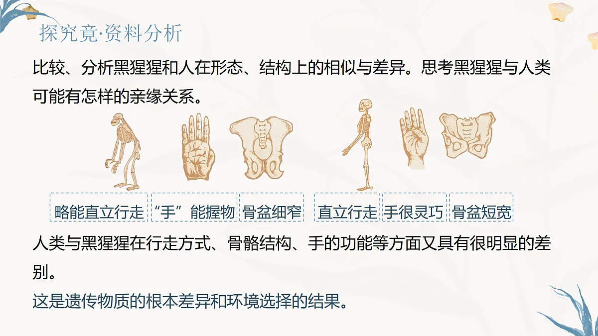 【核心素养目标】冀少版初中生物八年级下册6.3.4《人类的起源》课件第6页