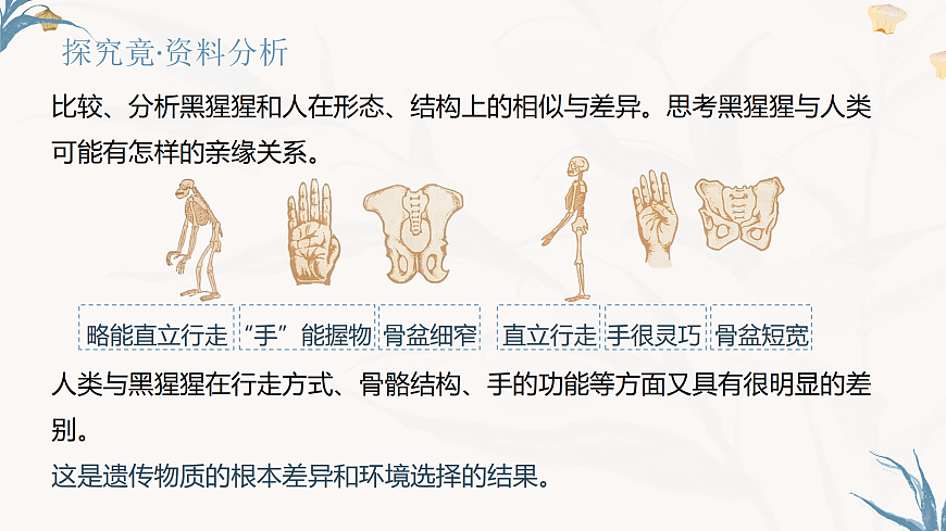 【核心素养目标】冀少版初中生物八年级下册6.3.4《人类的起源》课件第6页