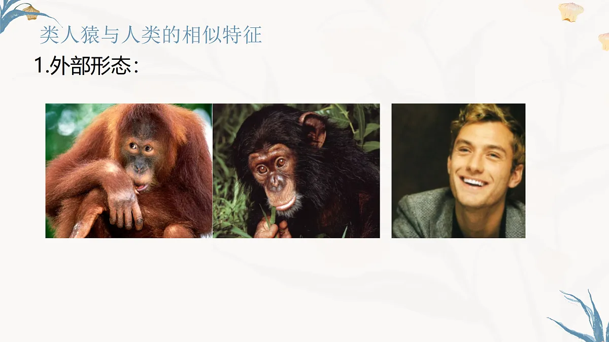 【核心素养目标】冀少版初中生物八年级下册6.3.4《人类的起源》课件第7页
