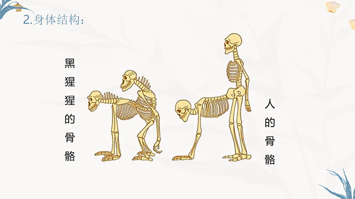 【核心素养目标】冀少版初中生物八年级下册6.3.4《人类的起源》课件第8页
