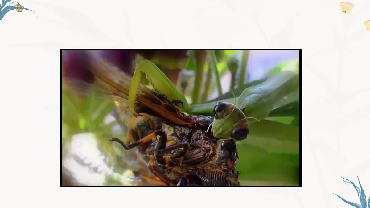 【核心素养目标】冀少版初中生物八年级下册7.1.4《食物链和食物网》课件第5页
