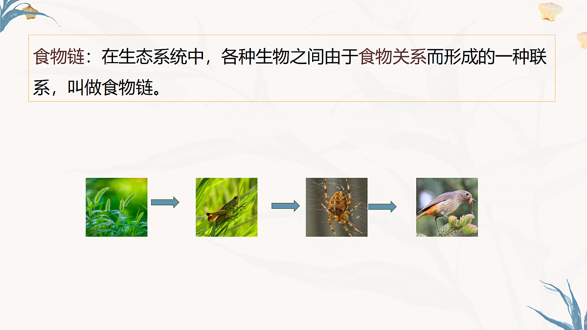 【核心素养目标】冀少版初中生物八年级下册7.1.4《食物链和食物网》课件第8页