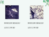 【核心素养目标】济南版初中生物八年级下7.1.4《遗传变异和环境素共同导致了生物的进化》课件