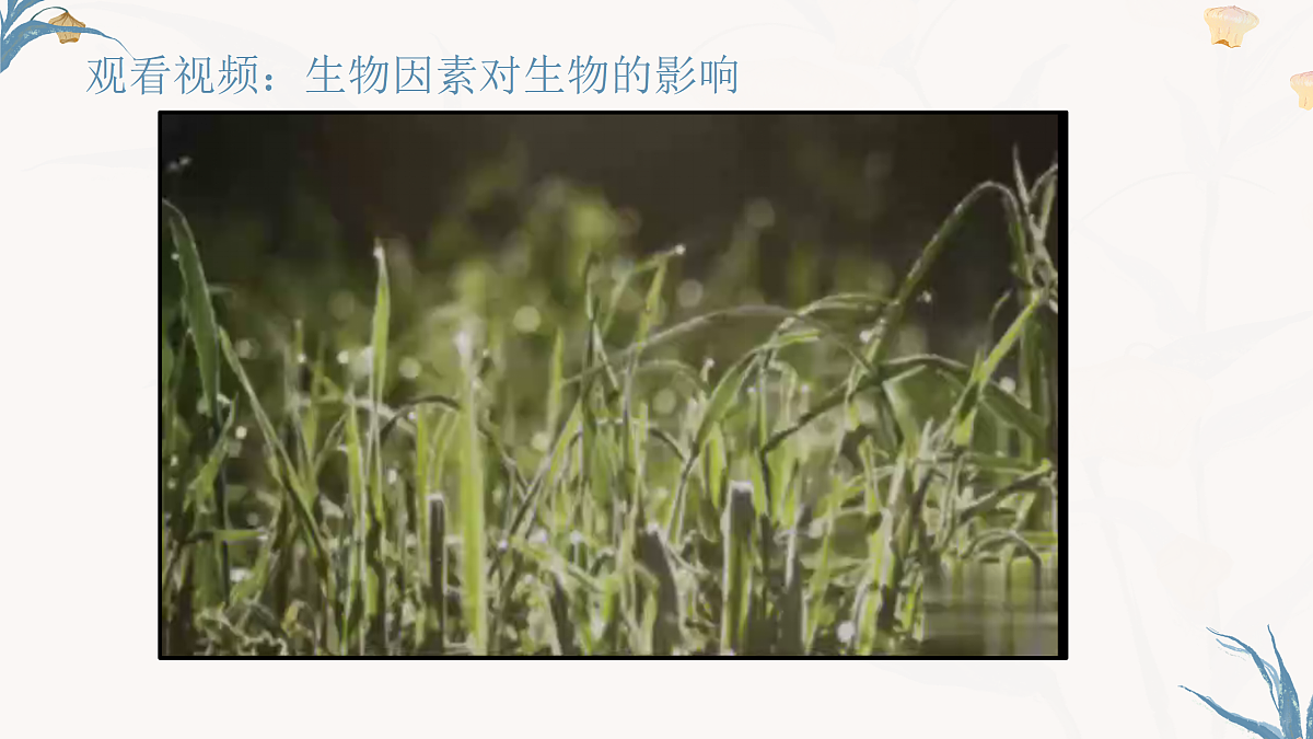 【核心素养目标】冀少版初中生物八年级下册7.1.2.1《生物因素对生物的影响》课件第5页