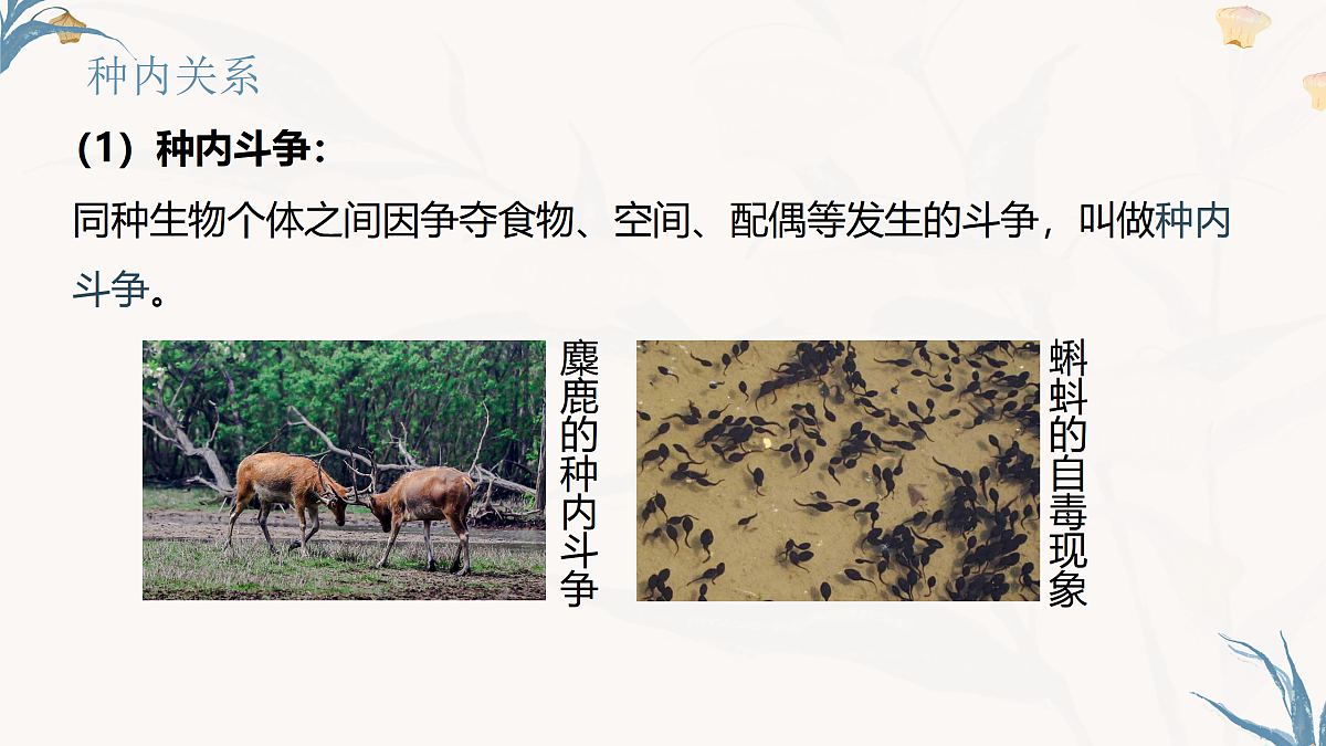 【核心素养目标】冀少版初中生物八年级下册7.1.2.1《生物因素对生物的影响》课件第6页