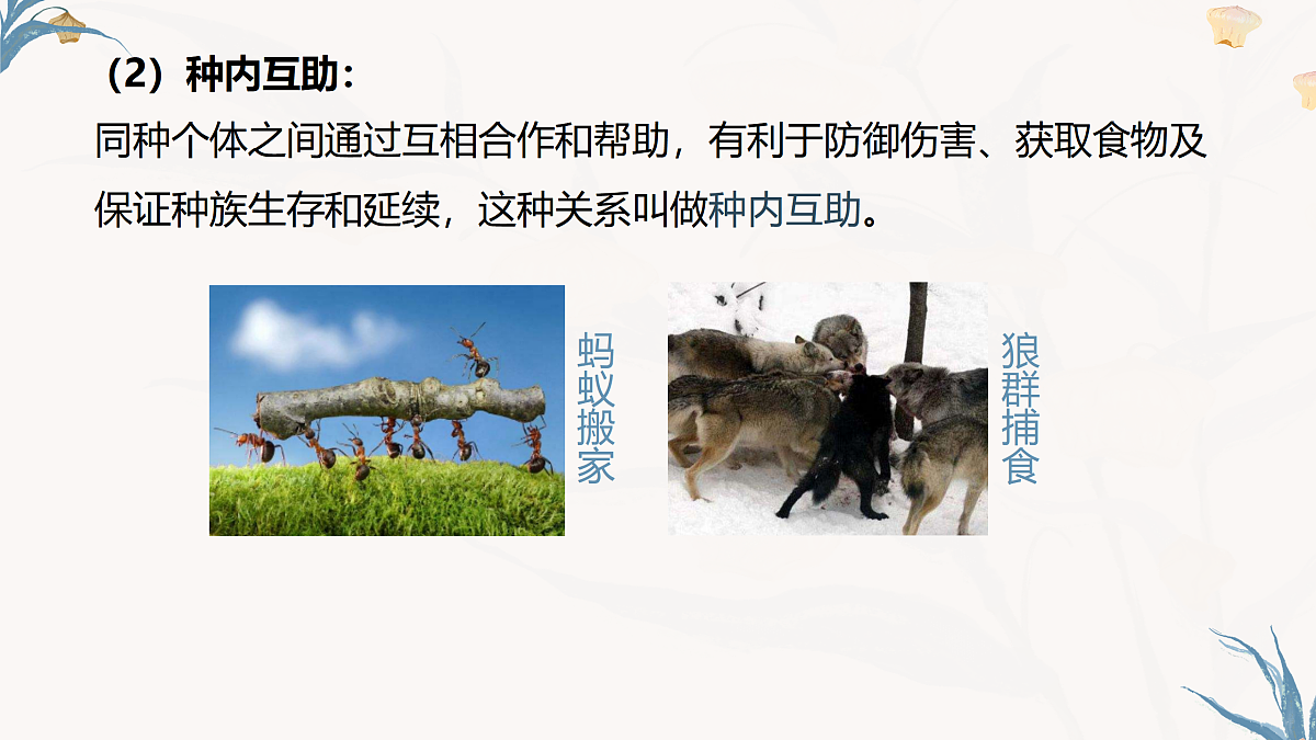 【核心素养目标】冀少版初中生物八年级下册7.1.2.1《生物因素对生物的影响》课件第7页