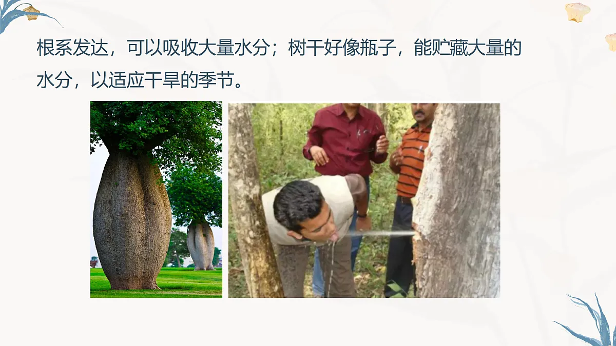 【核心素养目标】冀少版初中生物八年级下册7.1.2.2《生物对环境的适应和影响》课件第6页
