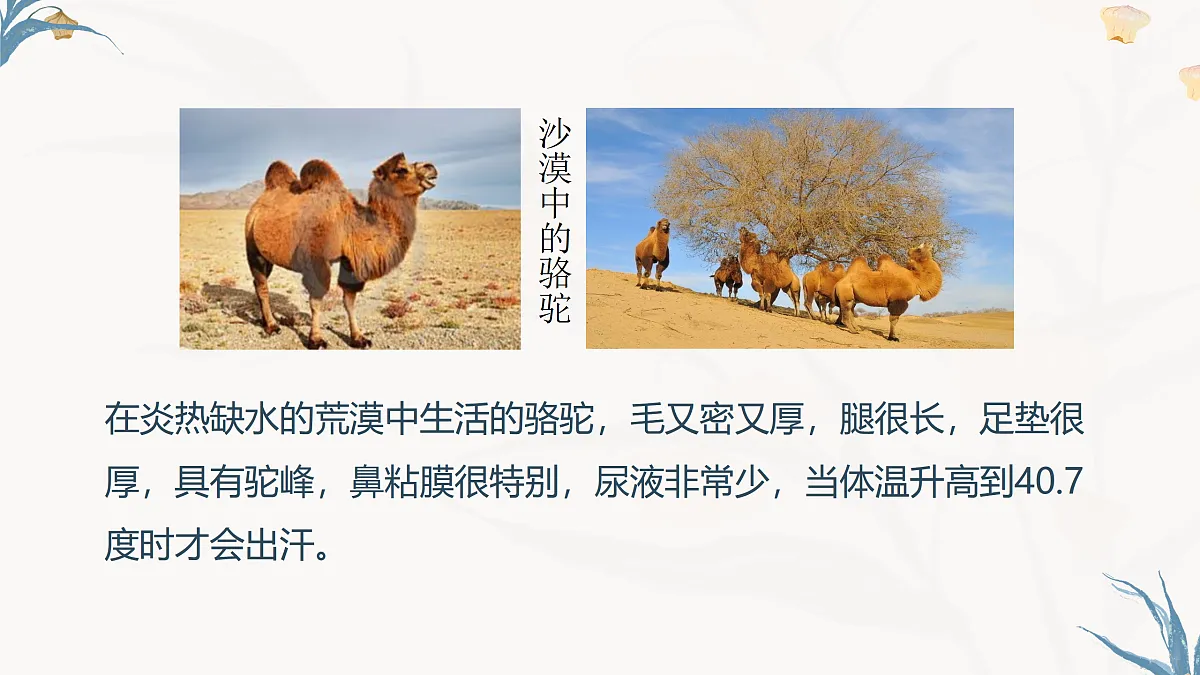 【核心素养目标】冀少版初中生物八年级下册7.1.2.2《生物对环境的适应和影响》课件第7页