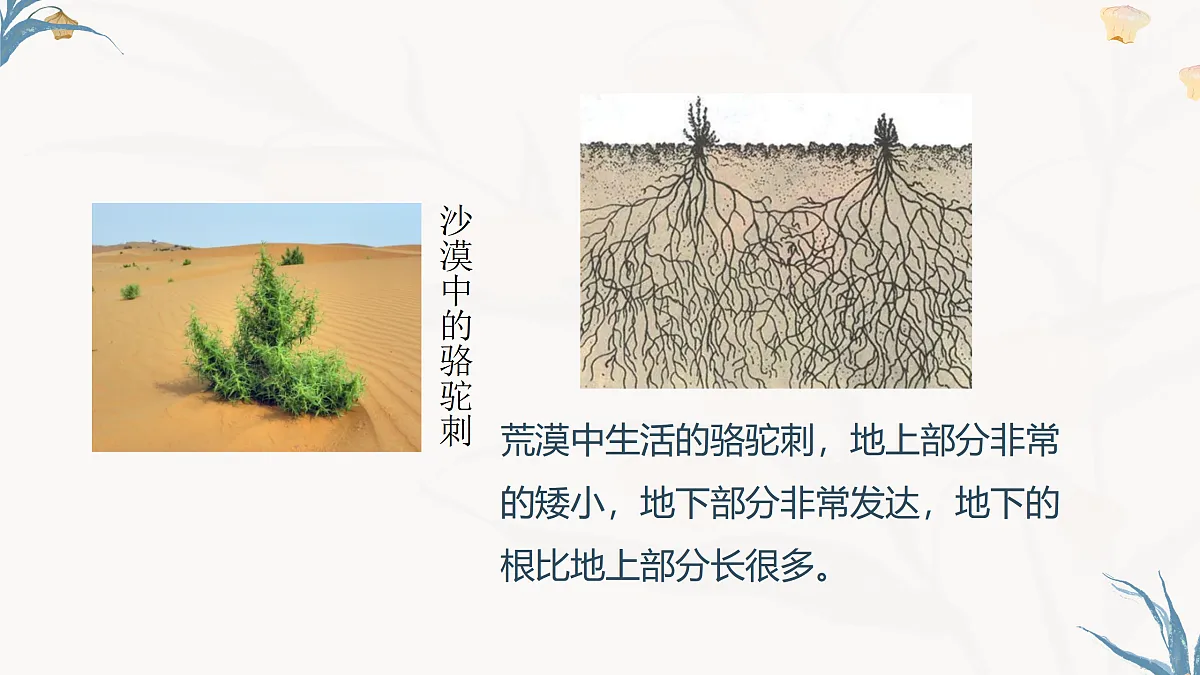 【核心素养目标】冀少版初中生物八年级下册7.1.2.2《生物对环境的适应和影响》课件第8页
