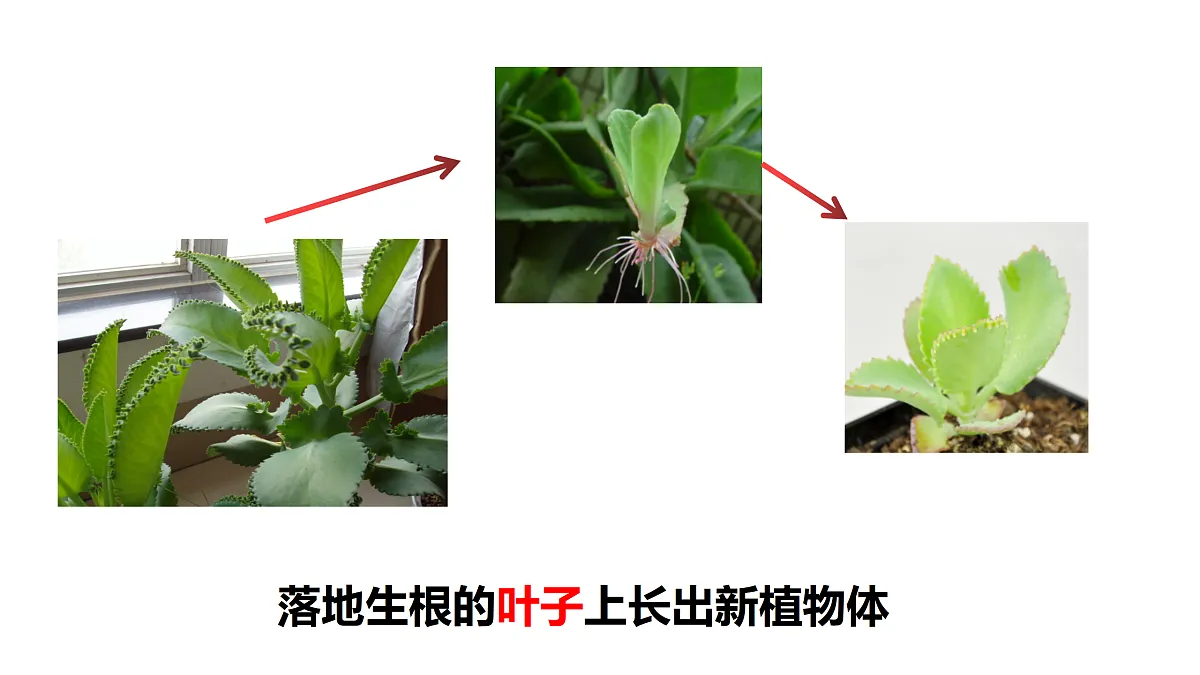 17520474第4页