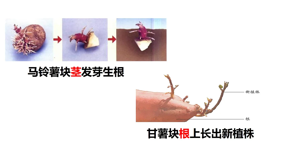 17520474第5页