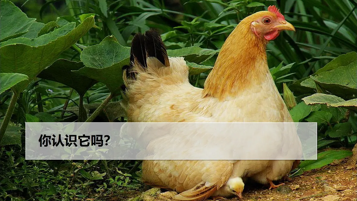 17521449第4页