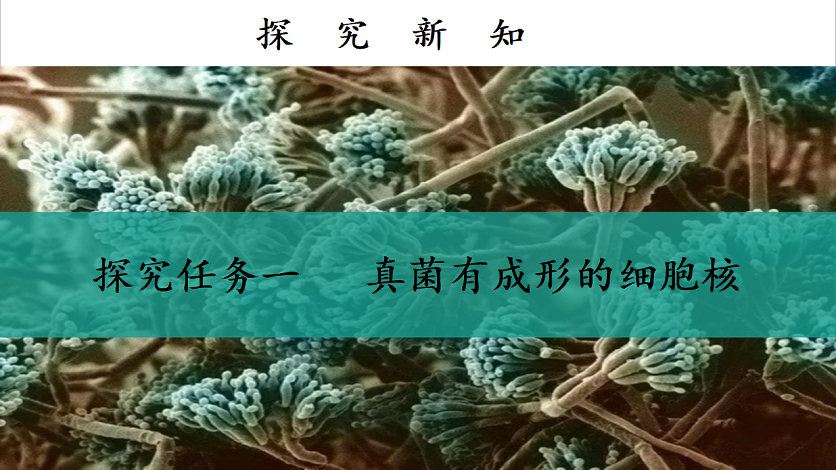 2.3.3 真菌是真核生物 第1课时（教学课件）第6页