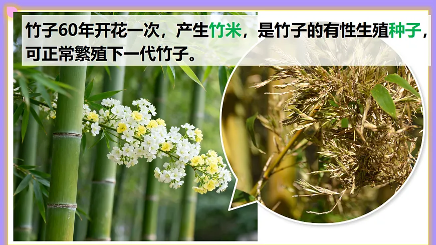 八下生物（人教版2024）6.1.1《无性生殖》PPT第6页