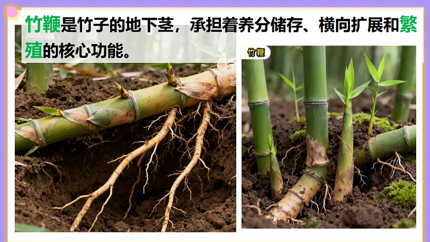 八下生物（人教版2024）6.1.1《无性生殖》PPT第7页