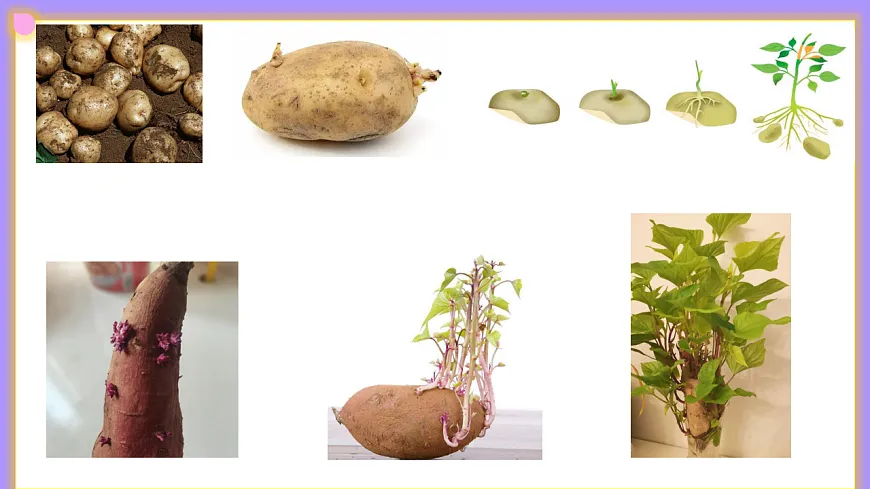 八下生物（人教版2024）6.1.1《无性生殖》PPT第8页