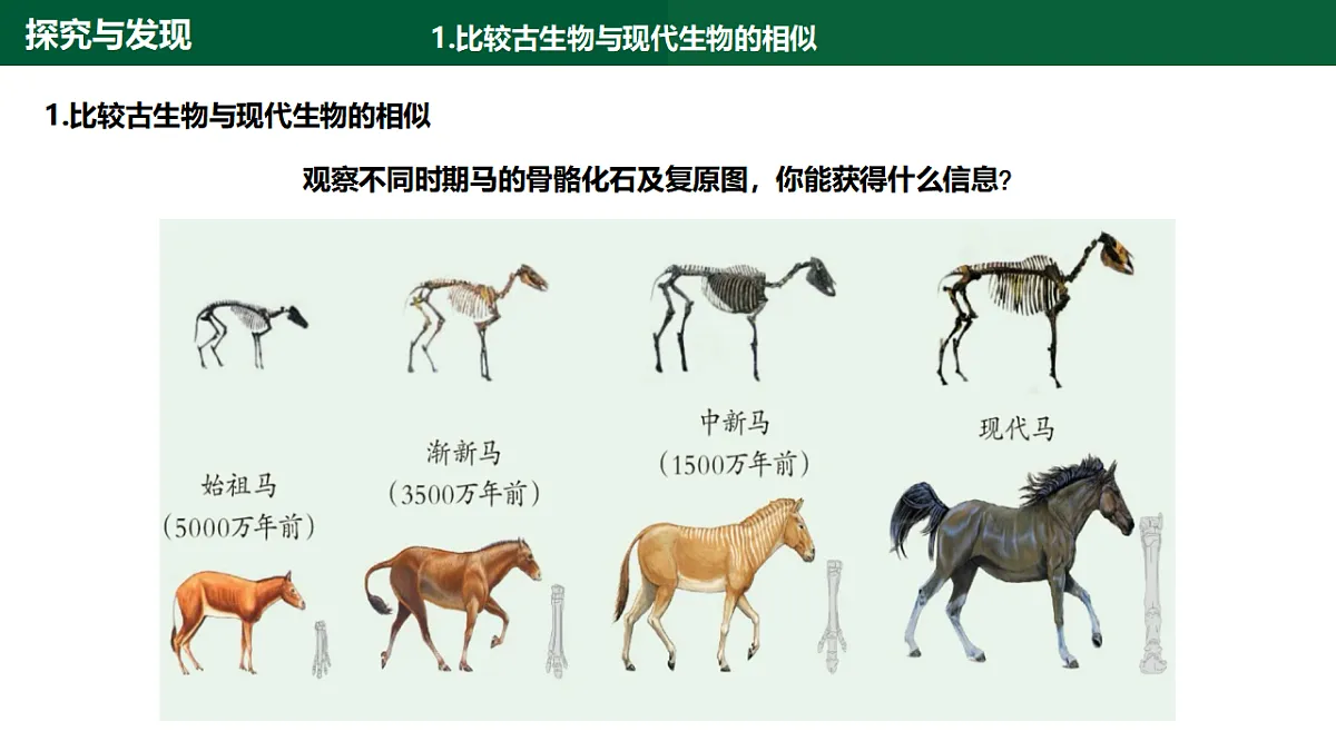 1.4《生物的演变》第8页