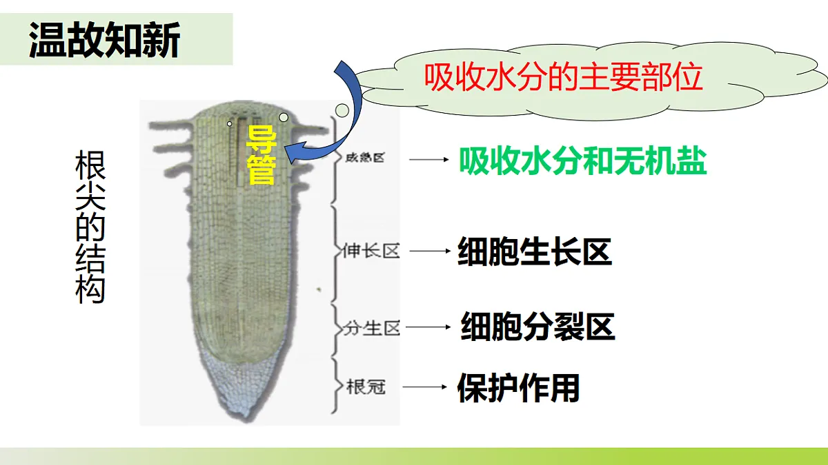 人教版 初中生物 七年级下册 -《水的利用与散失》课件第2页